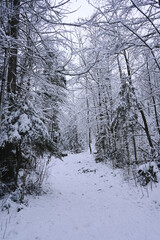 Snowy Trees - Winter Forest - Snow on Tree - Frozen Wonderland in Zakopane, Tatra Mountains National Park, Poland. Pine trees for a wintry Alpine Environment