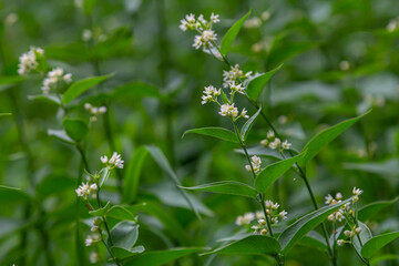 Vincetoxicum hirundinaria. Close up of white swallow wort.Vincetoxicum in the family Apocynaceae