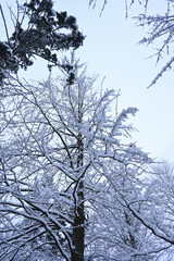 Snowy Trees - Winter Forest - Snow on Tree - Frozen Wonderland in Zakopane, Tatra Mountains National Park, Poland. Pine trees for a wintry Alpine Environment © Liam