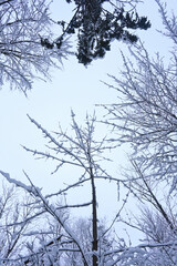 Snowy Trees - Winter Forest - Snow on Tree - Frozen Wonderland in Zakopane, Tatra Mountains National Park, Poland. Pine trees for a wintry Alpine Environment