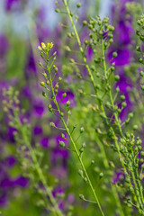 Camelina microcarpa, Brassicaceae. Wild plant shot in spring