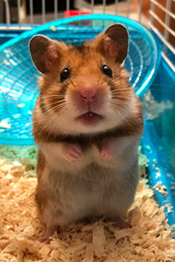 Curious Golden Hamster Standing Tall in Cage