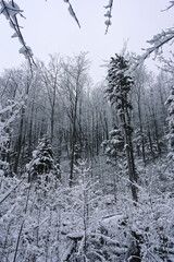 Snowy Trees - Winter Forest - Snow on Tree - Frozen Wonderland in Zakopane, Tatra Mountains National Park, Poland. Pine trees for a wintry Alpine Environment