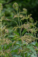 Urtica dioica or stinging nettle, in the garden. Stinging nettle, a medicinal plant that is used as a bleeding, diuretic, antipyretic, wound healing, antirheumatic agent