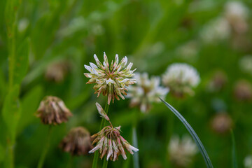 White clover flowers among the grass. Trifolium repens
