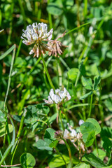 White clover flowers among the grass. Trifolium repens