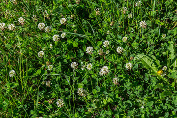 White clover flowers among the grass. Trifolium repens