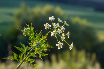 White flowering Caraway plant, or meridian fennel or Persian cumin or Carum carvi, close up