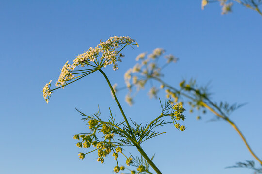 Caraway blooms in garden. White meridian fennel blossom in field. Persian cumin flowering plant. White Carum carvi flower on green background, closeup. White caraway flowers