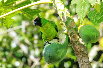 Ouvea parakeet eating papaya on Ouvea Island, Loyalty Islands, New Caledonia