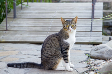 Cute cat sitting in the garden. Selective focus and small depth of field.