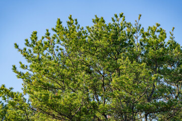 松の木と青空