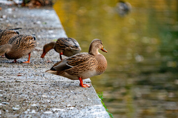 Gruppe von Stockenten am Ufer