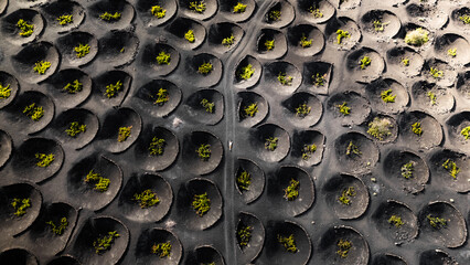Top drone view of circular vineyards in arid landscape in La Geria, Lanzarote