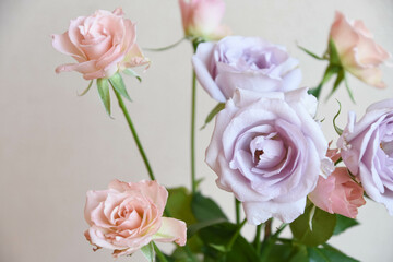 紫とピンクのばら