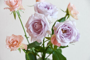 紫とピンクのばら