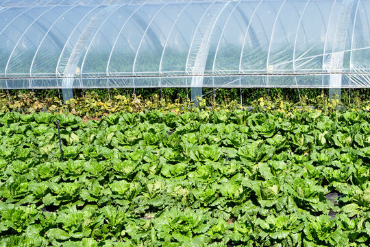 closeup view of green cabbage farm