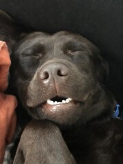 Sleeping dog Chocolate Labrador Happy