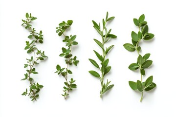 Fresh herbs arranged on a clean surface showcasing their vibrant green hues and textures