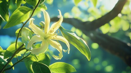 Obraz premium Ylang Ylang flower tree. Generative AI