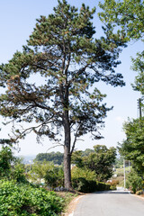a pine tree by the  side of a village road