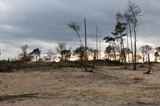 A desolate landscape of barren sand, littered with debris, and  sparse, dead trees.  Cloudy sky overhead.  Evidence of deforestation.