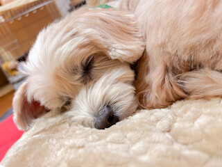 ふわふわ毛布の上で眠る愛犬マルプー