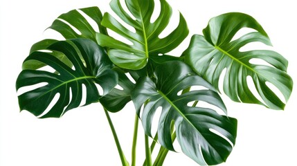 A cluster of vibrant green monstera leaves against a white background.