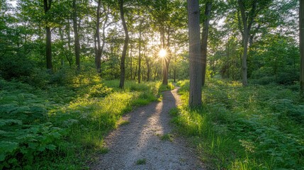 Obraz premium Sunlight filtering through lush trees on a serene forest path at sunrise in the Utrechtse Heuvelrug region of the Netherlands