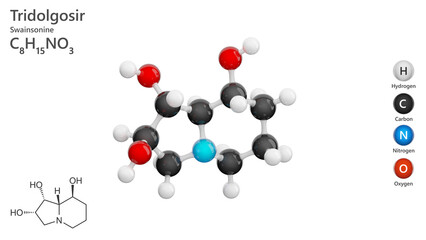 Molecule: Swainsonine or Tridolgosir. Molecular structure. Formula: C8H15NO3. Chemical model: Ball and stick. White background. 3D illustration.