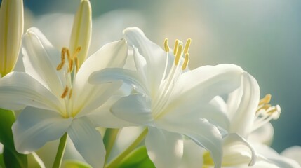 Obraz premium Close-up of delicate white flowers with vibrant yellow stamens, softly illuminated by natural light, highlighting petals and gentle textures, floral, nature, beauty, macro photography.