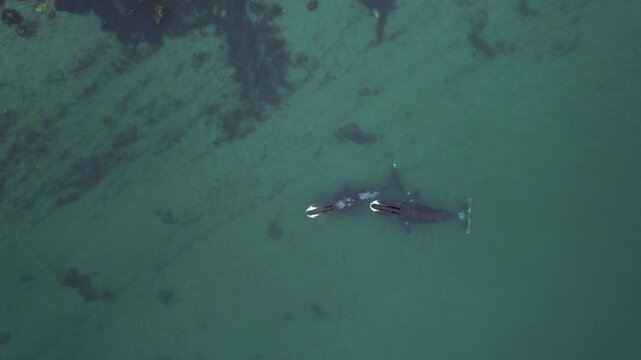 Two big Bowhead whale swimming together in calm blue ocean water, Aerial view of a pod of bowhead whale spouting. Whale watching of migrate Baleen whales in Shantar islands near forest. 6K downscale