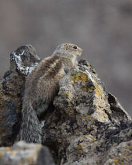 Ground squirrel (Marmotini) in Fuerteventura, Spain