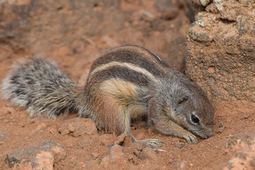 Ground squirrel (Marmotini) in Fuerteventura, Spain