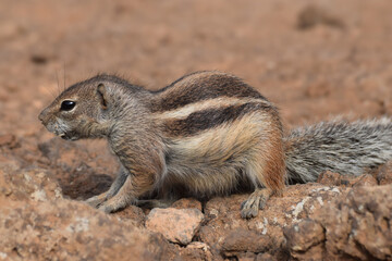 Ground squirrel (Marmotini) in Fuerteventura, Spain