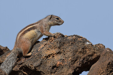 Ground squirrel (Marmotini) in Fuerteventura, Spain