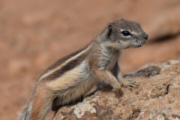 Fototapeta premium Ground squirrel (Marmotini) in Fuerteventura, Spain