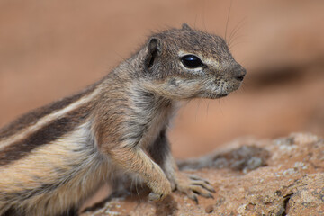 Ground squirrel (Marmotini) in Fuerteventura, Spain