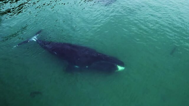 One giant bowhead whale swimming alone in blue ocean water, Aerial view bowhead whale spouting. Whale watching of migrate Baleen whales in Shantar islands. Wildlife marine mammals. Drone bird-eye shot