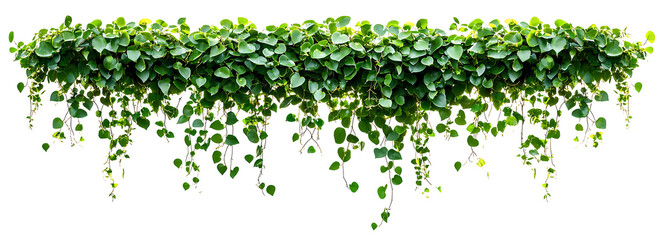  Green succulent leaves hanging vines ivy bush climbing epiphytic plant PNG