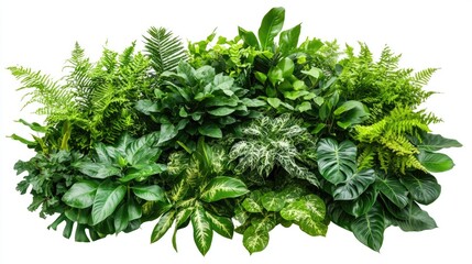 Obraz premium Tropical foliage leaves and plants arranged in a lush green display on a white background showcasing nature's beauty and diversity.