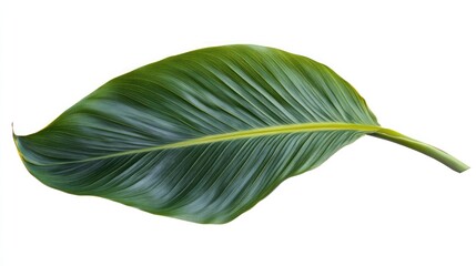 Fototapeta premium Green coconut palm leaf isolated on white background showcasing its texture and vibrant color suitable for tropical or natural themed designs