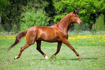 Galloping sports race horse in the spring field 