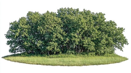 High resolution forest scape image with isolated greenery and grass perfect for seamless integration into various design projects