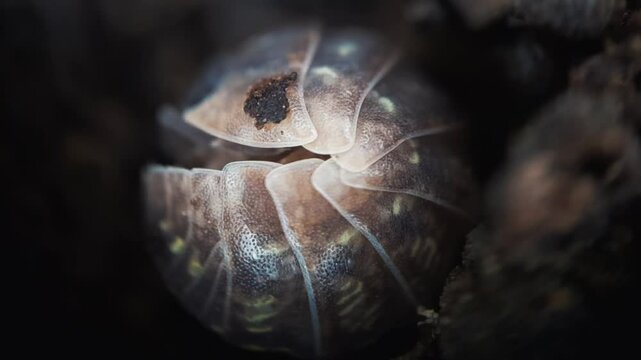 A woodlouse is a crustacean from the monophyletic suborder Oniscidea within the isopods. Found in old wood and mulch. The first woodlice colonised land in the Carboniferous period. Macro Insects.
