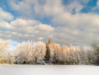 Winter tree line along a farm field.