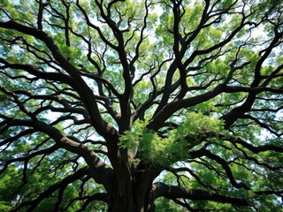 Fototapeta premium A majestic live oak tree with sweeping branches and lush green foliage, captured from a dramatic angle, majestic