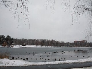 late autumn, November, park, winter, lake, ice