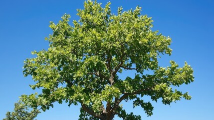 Obraz premium Lush green oak tree foliage under clear blue sky in bright summer sunlight showcasing vibrant nature and tranquility
