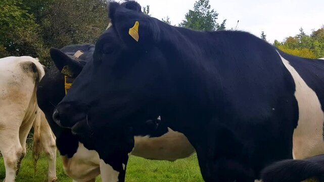 Closeup of black cows ruminating on an overcast spring day in Bern Switzerland